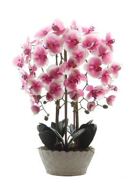 蝴蝶兰大苗高档四季花卉植物包邮