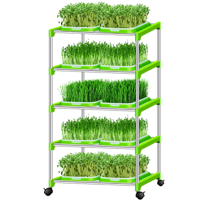 豆芽发芽芽苗菜育苗无土栽培水培