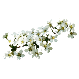 室内外耐寒好的养花卉盆栽喷雪花耐热庭院阳台种植雪柳垂吊绿植物