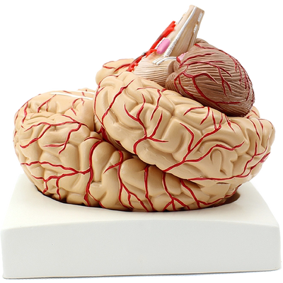ENOVO颐诺人体大脑模型脑血管