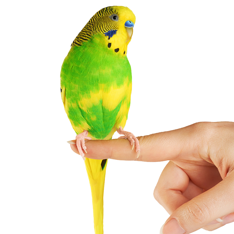成年虎皮鸚鵡 繁殖鳥(niǎo) 下蛋鳥(niǎo) 種鳥(niǎo)中小型彩色鸚鵡鳥(niǎo)寵物鳥(niǎo)活體