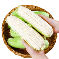 水果玉米甜玉米即食爆漿可以生吃
