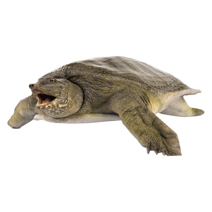 华甲汉寿甲鱼鲜活食用洞庭团鱼野外生长中华老鳖2斤生态水鱼批发