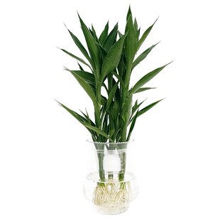 水培富贵竹节节高小盆栽绿植物带根水养招财竹开运竹转运办公室内