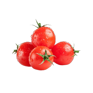 矮生番茄苗小西红柿秧苗千禧圣女果种子籽普罗旺斯草莓黑珍珠种孑