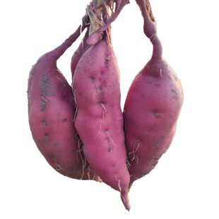 正宗海南澄迈桥头富硒地瓜新鲜番薯产地直销农家沙地板栗署红薯