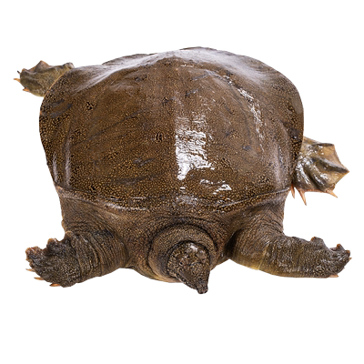 明凤杭州湾生态放养活体爆款甲鱼