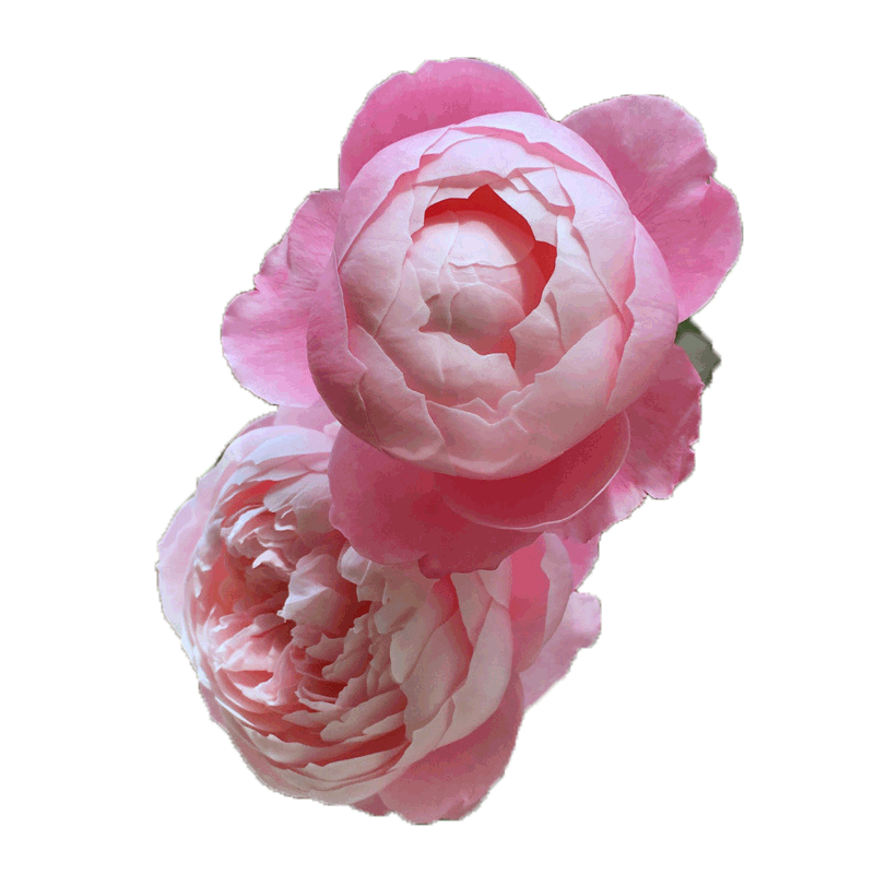 伊人如水 日月月季 羽毛 Plume扦插苗 花大 抗性好 浓香