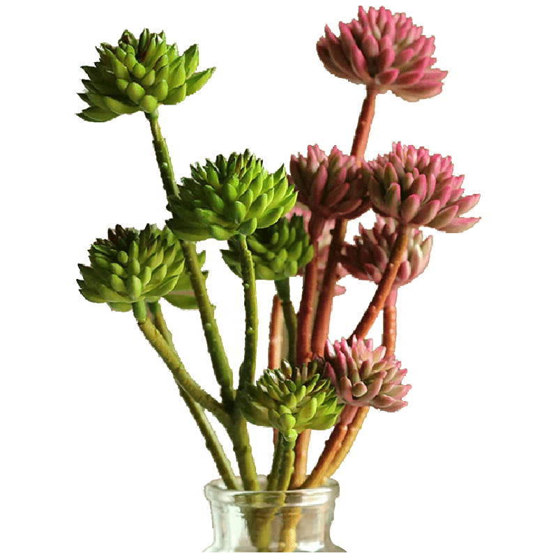 掬涵仿真多肉植物多头石竹花簇