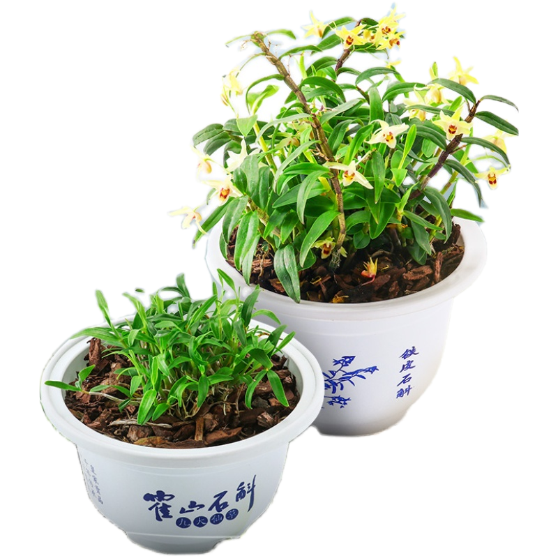 净化空气办公室绿植花卉铁皮石斛