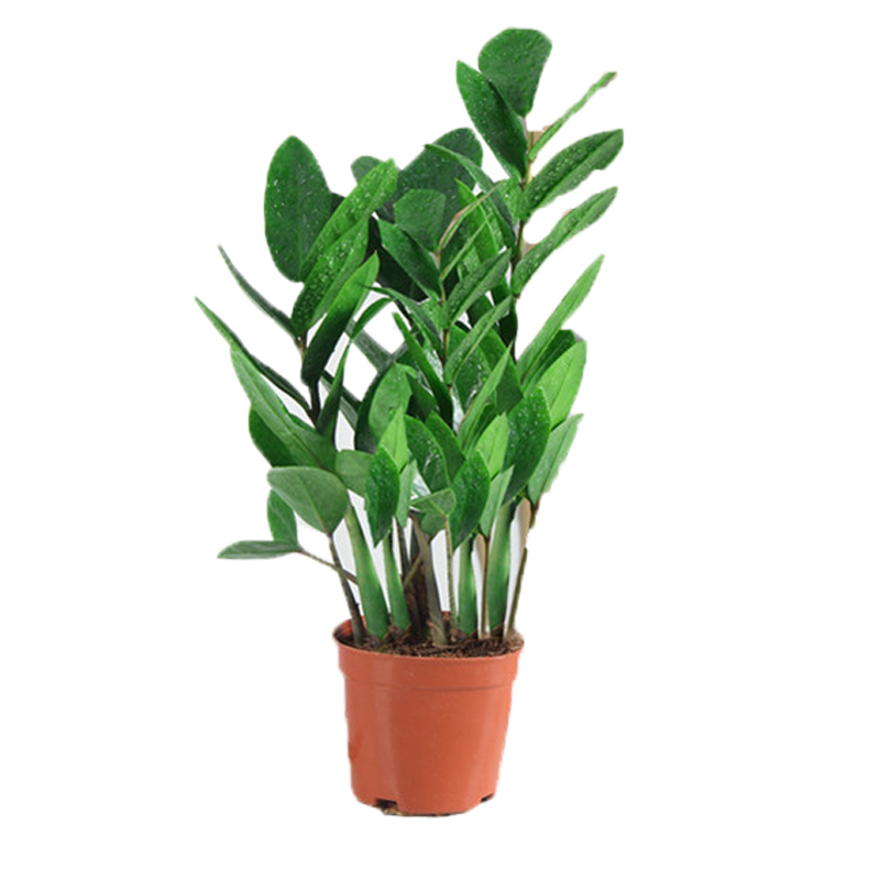 金錢樹盆栽植物室內花卉大型客廳好養(yǎng)綠植大搖錢串子招財小發(fā)財樹