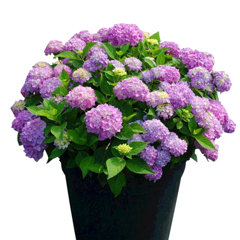 無盡夏易種紫陽花卉綠植物八仙繡球花苗盆栽陽臺庭院八仙花