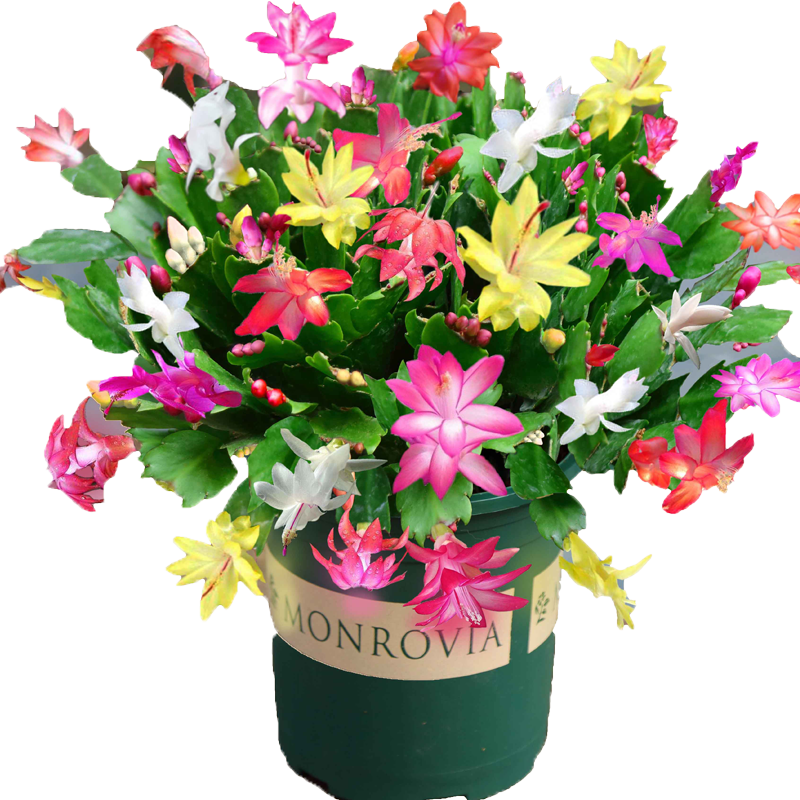 蟹爪蘭盆栽多色帶花苞花卉植物室內(nèi)綠植陽臺庭院好養(yǎng)活苗螃蟹抓蓮