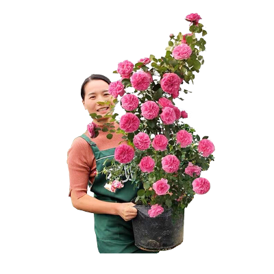 蓝色风暴月季花大苗四季大花浓香