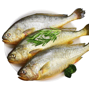 年货礼瓯龙福建宁德生态鲜大黄鱼新鲜冷冻400gx6条礼盒装礼品装