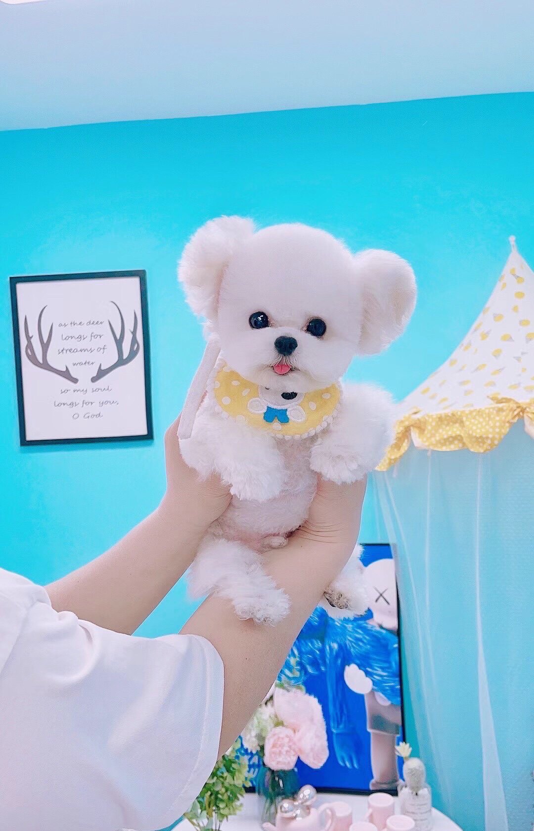 米奇耳飞耳立耳比熊灰色泰迪幼犬活体纯种小体比熊犬小型犬茶杯犬