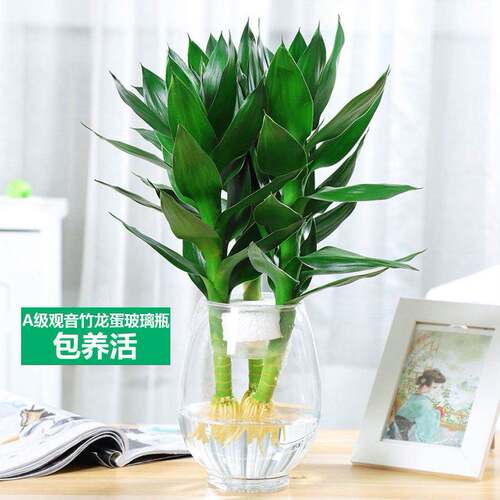 观音竹富贵竹水养玻璃花瓶水培花卉盆栽植物室内绿植四季好养