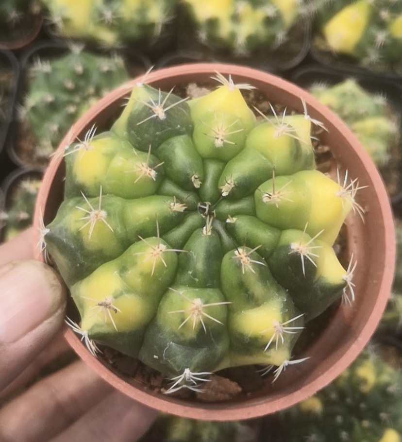 稀有实生翠晃冠锦仙人球室内阳台防辐射含盆带土栽好包邮