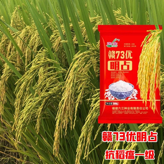 国审赣73优明占水稻种子高产抗病抗倒米质优长粒杂交水稻稻谷种子