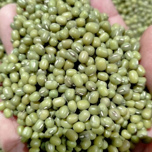 甘肃绿豆农家自产新鲜杂粮