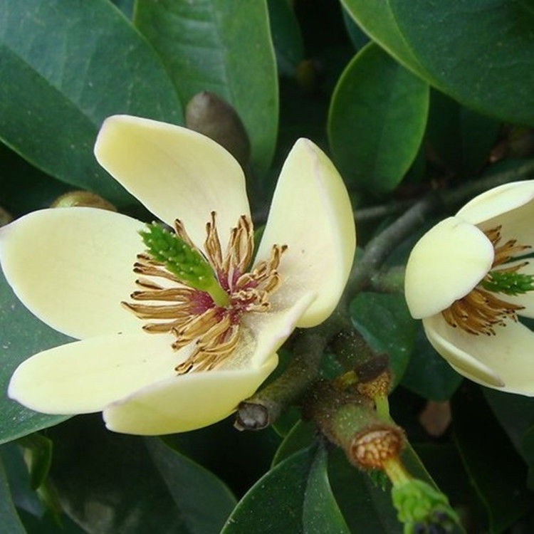 含笑花浓香型阳台耐寒盆栽植物