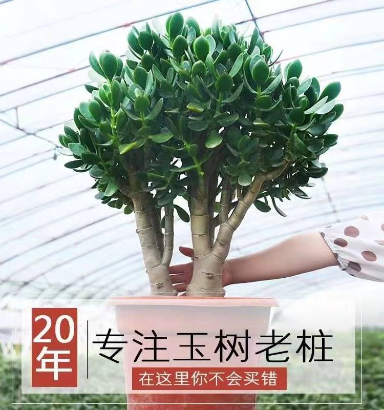 玉树老桩大株盆栽多肉植物室内四季好养绿植净化空气四季常绿盆栽