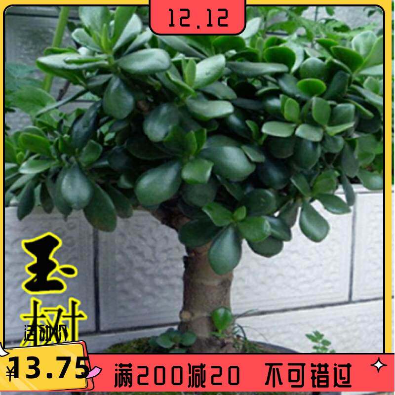 玉树盆栽老桩多肉室内绿植办公室花卉多肉植物燕子掌金枝玉叶包.图片