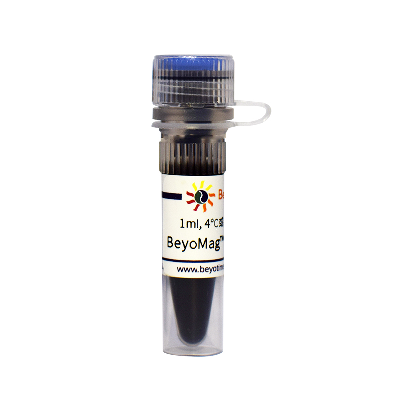 碧云天 Beyotime P2102-1ml P2102-5ml BeyoMag™ Protein A