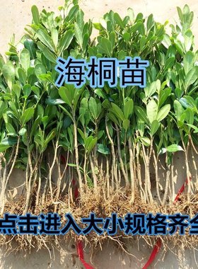 海桐树苗庭院绿化绿篱笆四季青