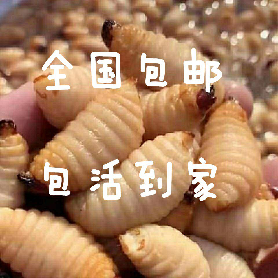 竹蛹新鲜活竹笋虫野生竹蛆笋蛆鲜活竹虫笋子虫1斤皇竹虫活体发货