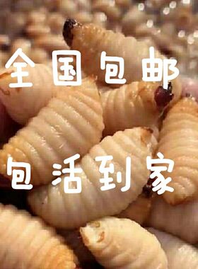 鲜活食用竹子发货包邮虫蛹