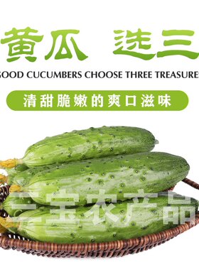 碱地旱黄瓜4斤果蔬水果脆口现摘现发顺丰包邮农家自产新鲜蔬菜