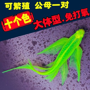 号大长鳍大帆蝶翼长尾斑马鱼群游小型观赏鱼不打氧热带淡水冷水鱼