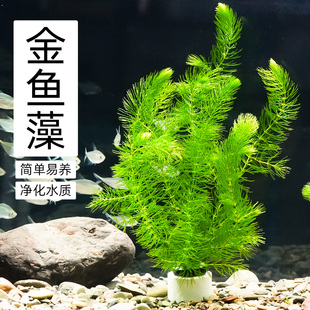 金鱼藻水草淡水水族箱鱼缸造景挂卵繁殖净化水质好养养鱼专用冒泡