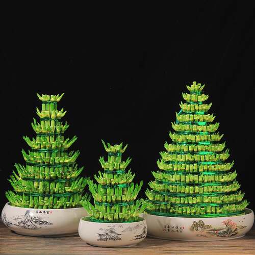 竹塔富贵竹水培植物转运竹绿植盆栽水养办公室内带根观音竹节节高