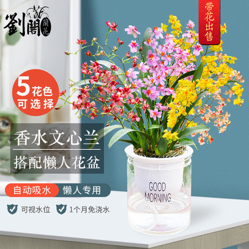 8支花】水培香水文心兰带懒人盆发货现带花苞梦香兰迷你室内花卉