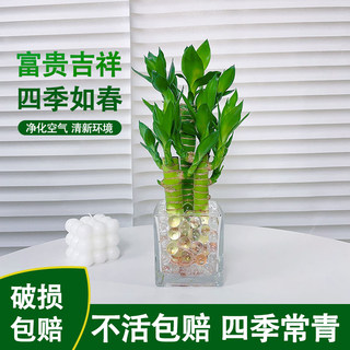 富贵竹水培植物带根花卉绿植盆栽办公室内桌面转运竹四季常青盆景