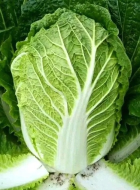 东北大白菜娃娃菜叶饭包农家自种现摘即食新鲜蔬菜整箱10斤包邮