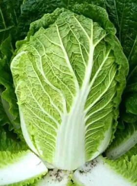 东北大白菜娃娃菜叶现摘即食整箱