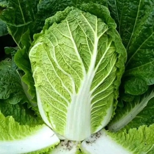 东北大白菜娃娃菜叶饭包农家自种现摘即食新鲜蔬菜整箱10斤包邮