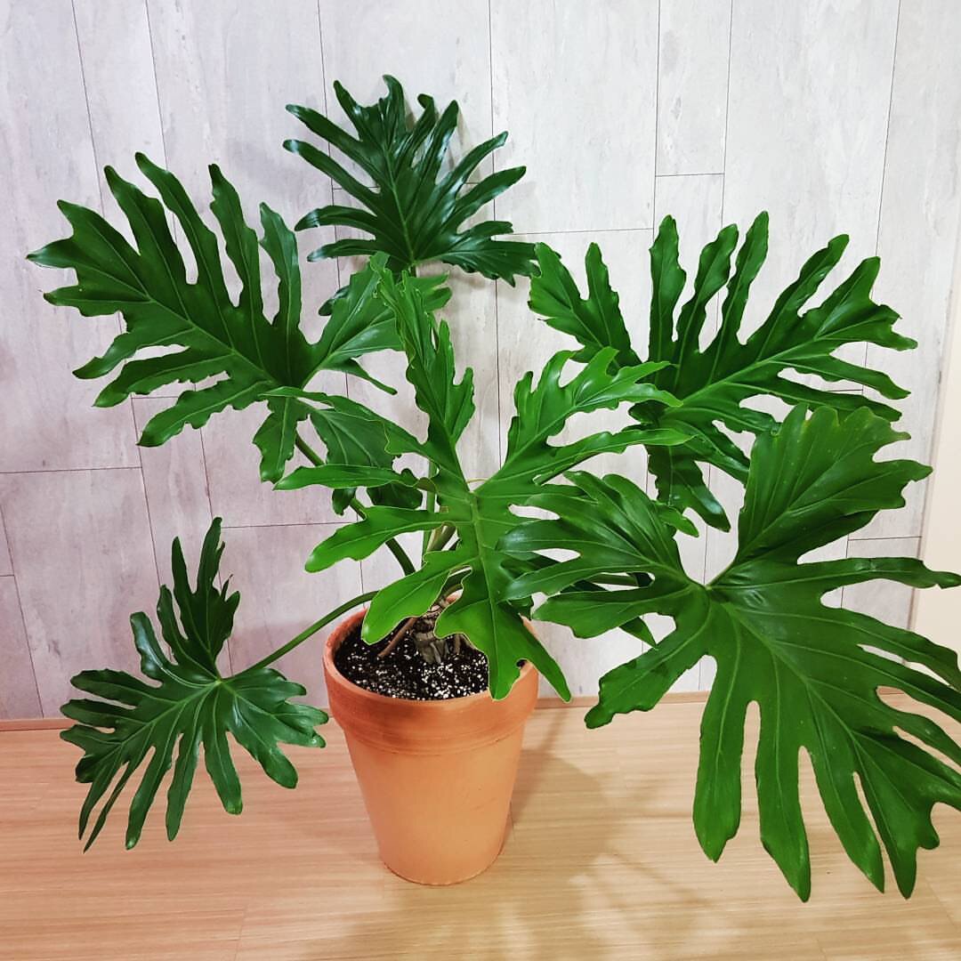春羽网红好养活北欧四季大盆植物