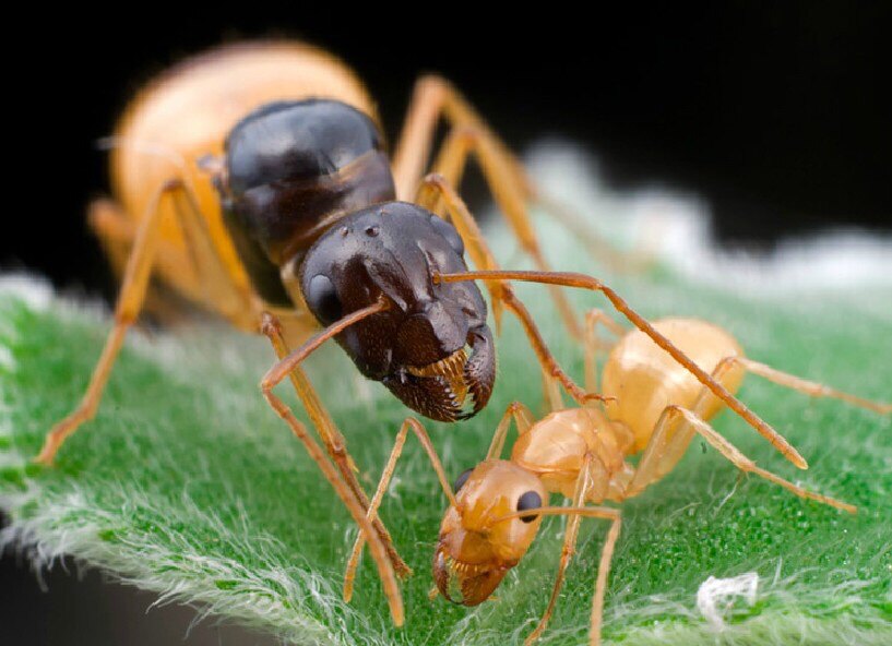 黑金弓背蚁红金 新疆蚁费氏弓背蚁黑斑弓背蚁