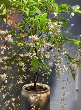 垂丝茉莉花盆栽垂枝茉莉泰国进口绿植白玉蝴蝶开花清香垂茉莉大苗