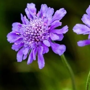 华北蓝盆花窄叶蓝盆花川续断科野生中草药材种苗种子苗木庭院阳台