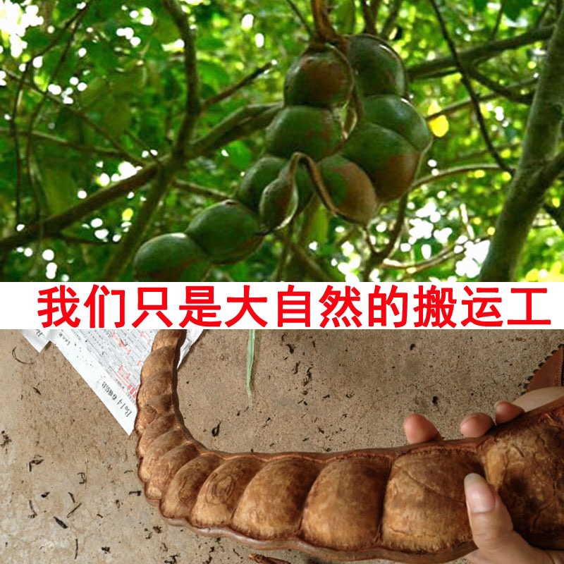野生阴阳子树肾宝 过江龙子木腰子搭配益阳肾子双肾500克男补药材