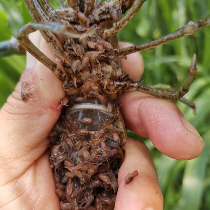 澳龙苗 澳洲淡水龙虾虾苗 小青龙 公分苗 红鳌鳌虾 小龙虾