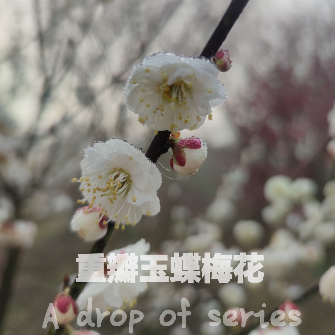 新鲜玉蝶梅花鲜花 每年2月初花期 重瓣玉蝶梅 提取纯露专用烘花茶