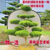 四季 矮霸造型黄杨盆景 常青 造型树老桩实物 地景精品瓜子黄杨