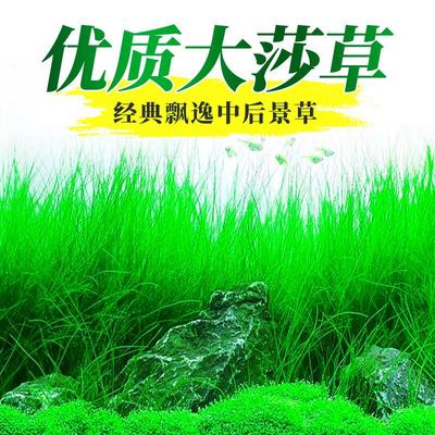 墨西哥大莎草细叶水草植物鱼缸大沙草ADA造景后景草飘逸无需CO2