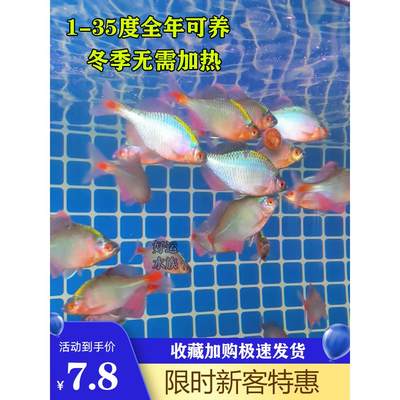 鳑鲏鱼 七彩吃绿藻的鱼旁皮鱼鳑鲏高体淡水原生鱼溪流观赏鱼